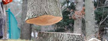 Tree and Shrub Care in North Patchogue, NY